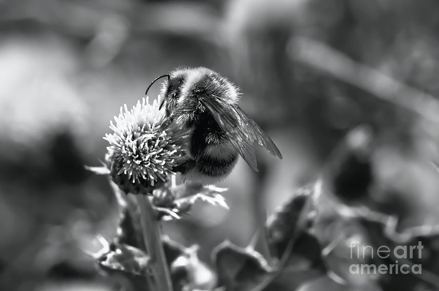 Honey Bee in Monochrome at Dove Stones Photograph by Pics By Tony