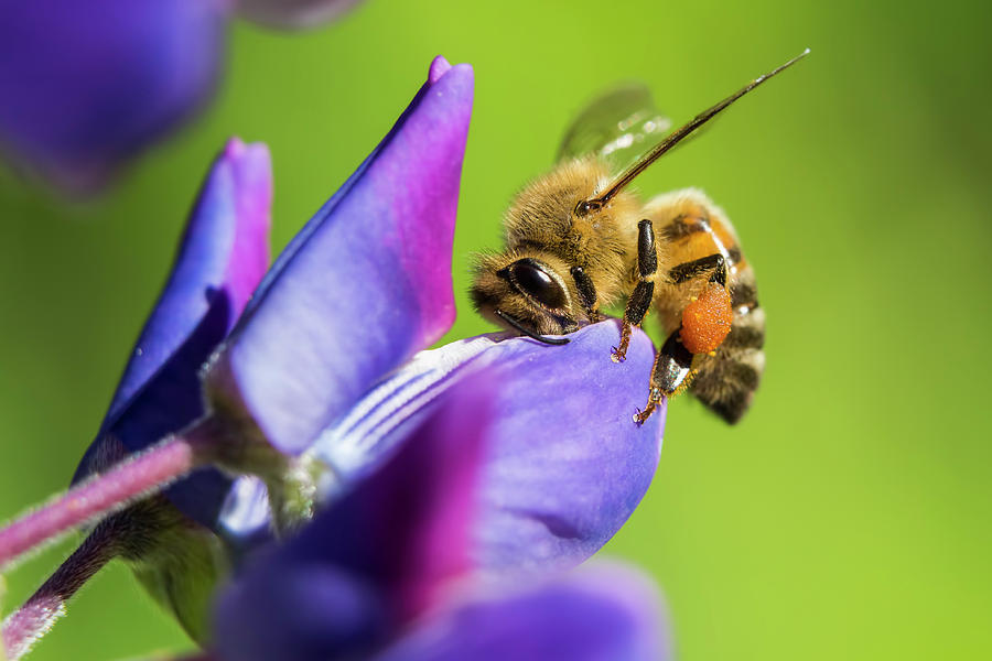 Honey Bee in Wild Lupine Photograph by Mircea Costina Photography