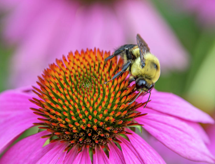 Flowers Still Life Photograph - Honey Bee by Jean Haynes
