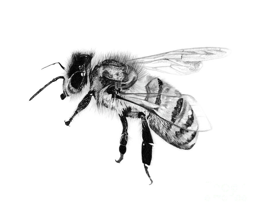 Honey Bees | Beehive drawing, Bee drawing, Bee hive-saigonsouth.com.vn