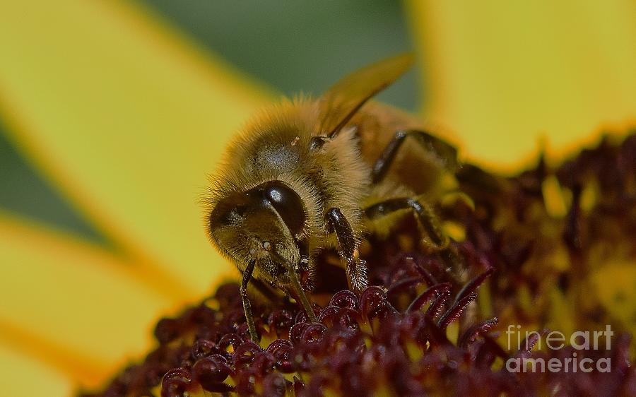 Honey Bee Photograph by Jimmy Chuck Smith