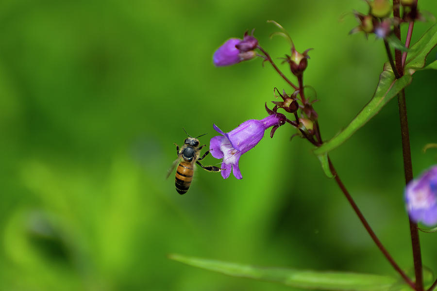 Honey bee landing on flower Photograph by Wendell Clendennen | Pixels