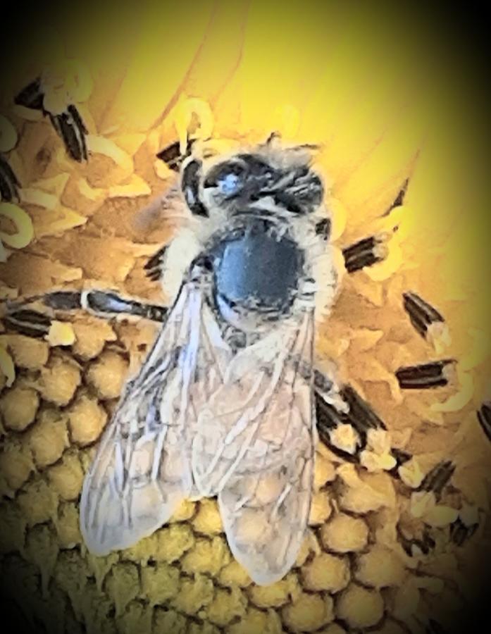 Honey Bee Love Photograph by Belinda Lee