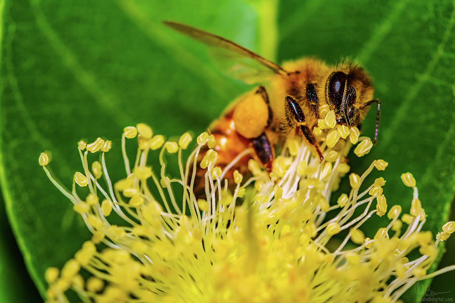 Honey Bee Lunch Photograph by John Bauer