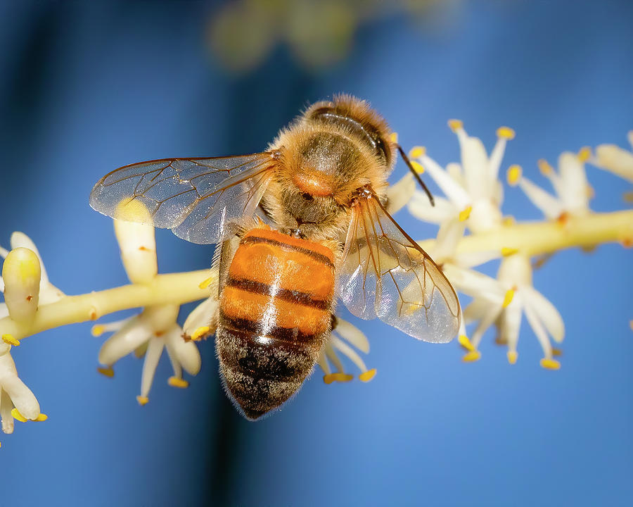 Honey Bee Photograph by Mark Andrew Thomas