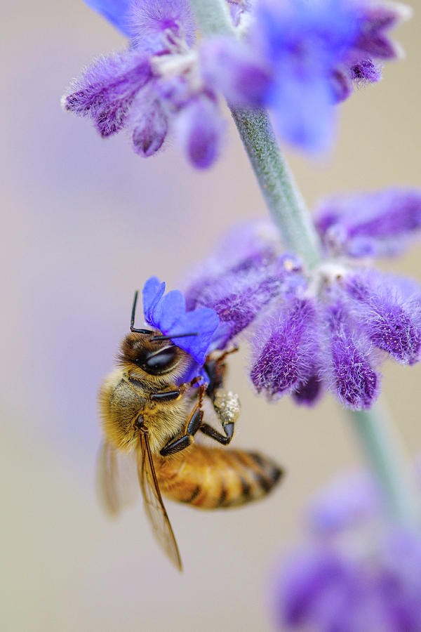 Honey bee Photograph by Nicole Young - Fine Art America