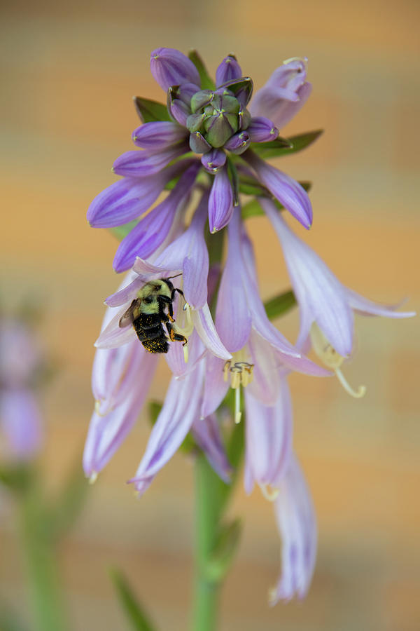 Honey Bee on a beautiful purple wild flower-Howard County ...