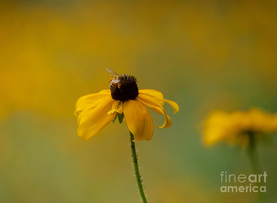 Honey Bee on a Black-Eyed Susan Flower Photograph by Diane Diederich ...