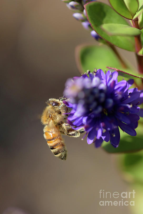 Honey Bee on a Hebe Flower #1 Photograph by Nancy Gleason