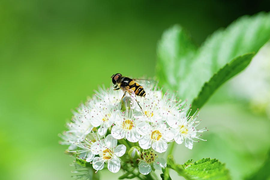 Honey bee on a white flower Photograph by Aarthi Arunkumar