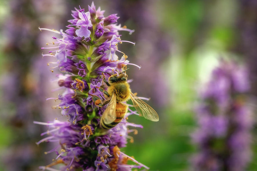 Honey Bee on an Anise Hyssop Photograph by Robert J Wagner