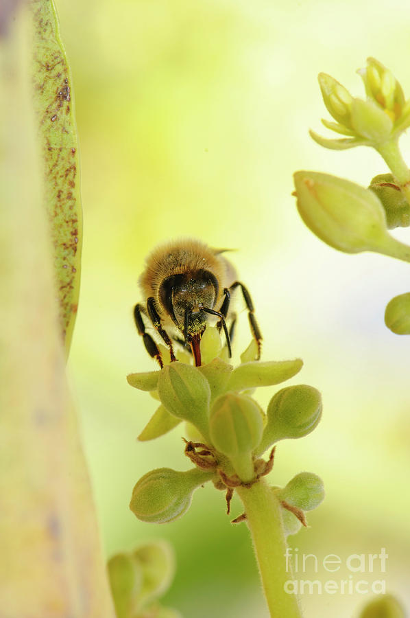Honey Bee On An Avocado Blossom T2 Drawing
