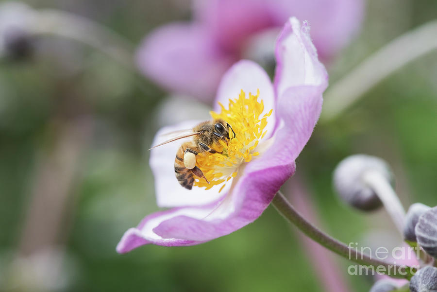 Honey bee on Anemone Photograph by Tim Gainey