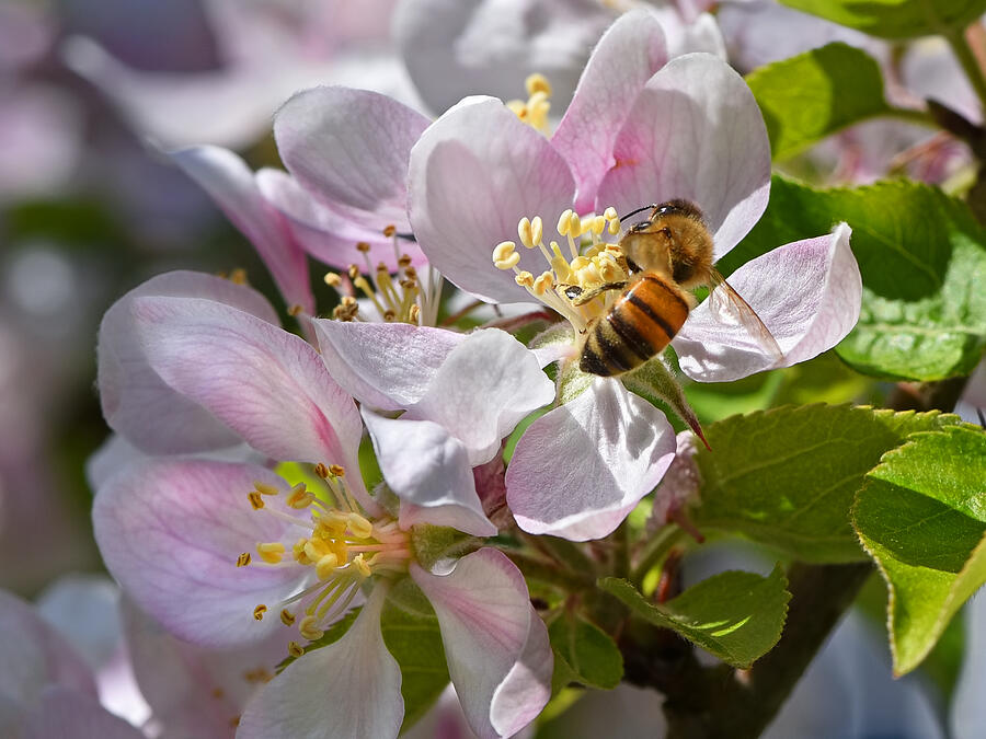Honey Bee On Apple Blossom Photograph by Gill Billington