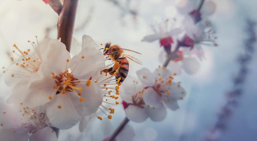 Honey Bee On Apricot Flowers Photograph by PsychoShadow ART - Fine Art ...