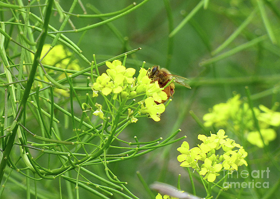 Honey Bee on Black Mustard Flower Photograph by Charles Robinson