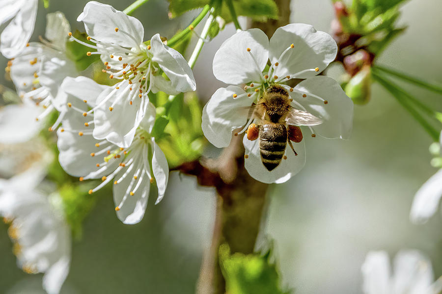 Honey Bee on Cherry Blooms Photograph by Timothy Anable - Pixels