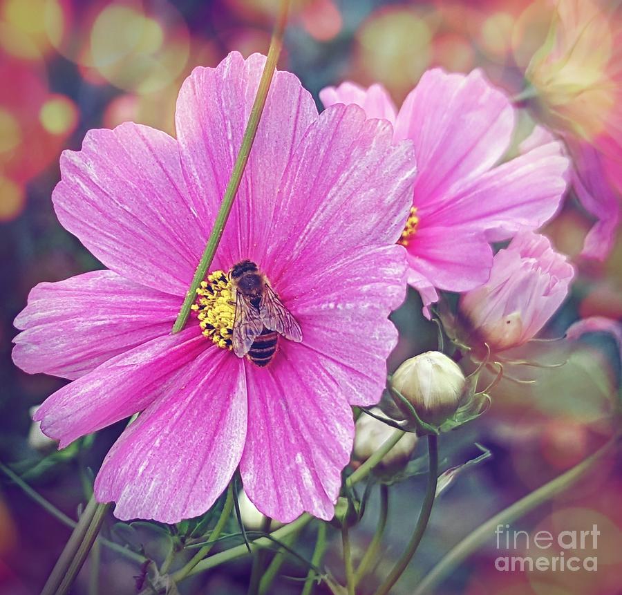 Honey Bee On Cosmos Flower Photograph by Claudia Zahnd-Prezioso
