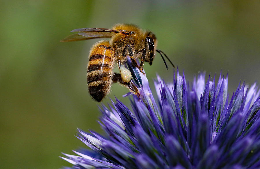 Honey bee on Echinop Thistle Photograph by Susan Walker