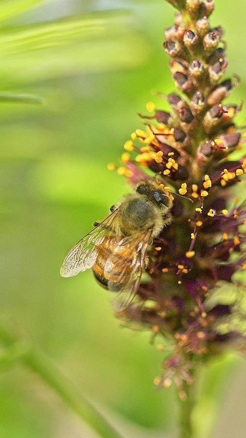 Honey Bee on Indigo Photograph by Paul Rebmann