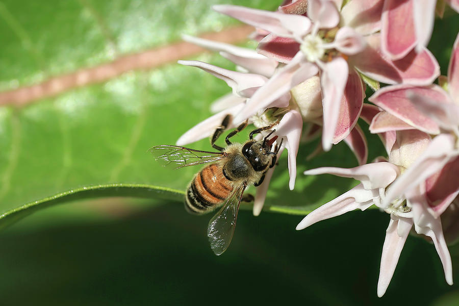 Insects Photograph - Honey Bee on Milkweed by Donna Kennedy