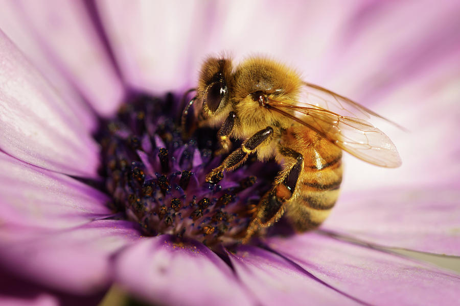 Honey Bee on Osteospermum Cape daisy purple flower. Photograph by Mike Fusaro