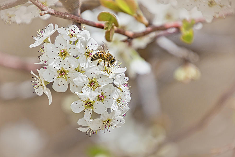 Honey Bee On Pear Tree Bloom Photograph by Debra Martz