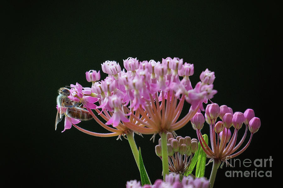 Honey Bee On Pink Swamp Milkweed Photograph by Sharon McConnell