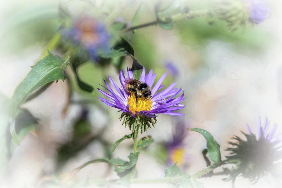Honey Bee on Purple Aster Photograph by Debra Martz