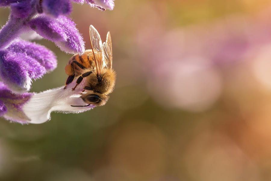 Honey Bee On Purple Flower Photograph by Mike Fusaro