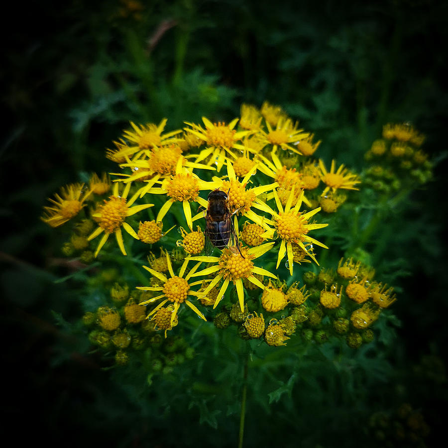 Honey Bee on Ragworth Photograph by Mark Callanan