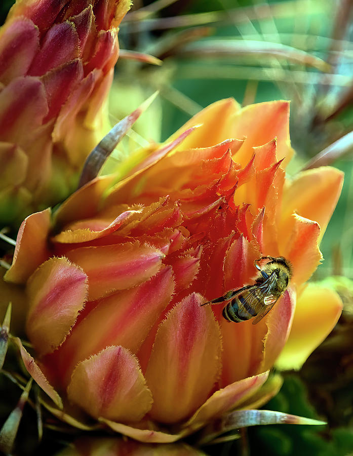 Honey Bee on Red Barrel Cactus Blossom Photograph by Chris Anson