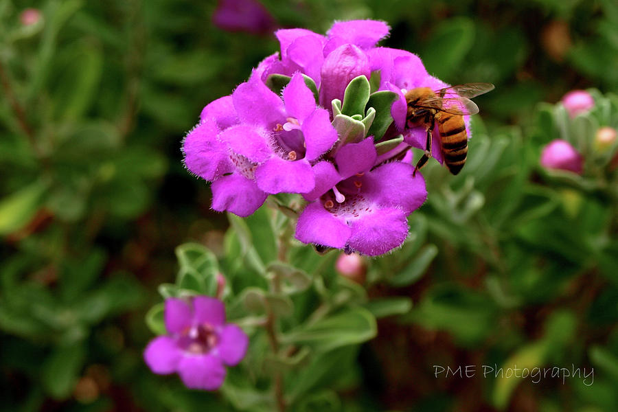 Honey Bee on Sage Photograph by Paula Eberspacher Fine Art America