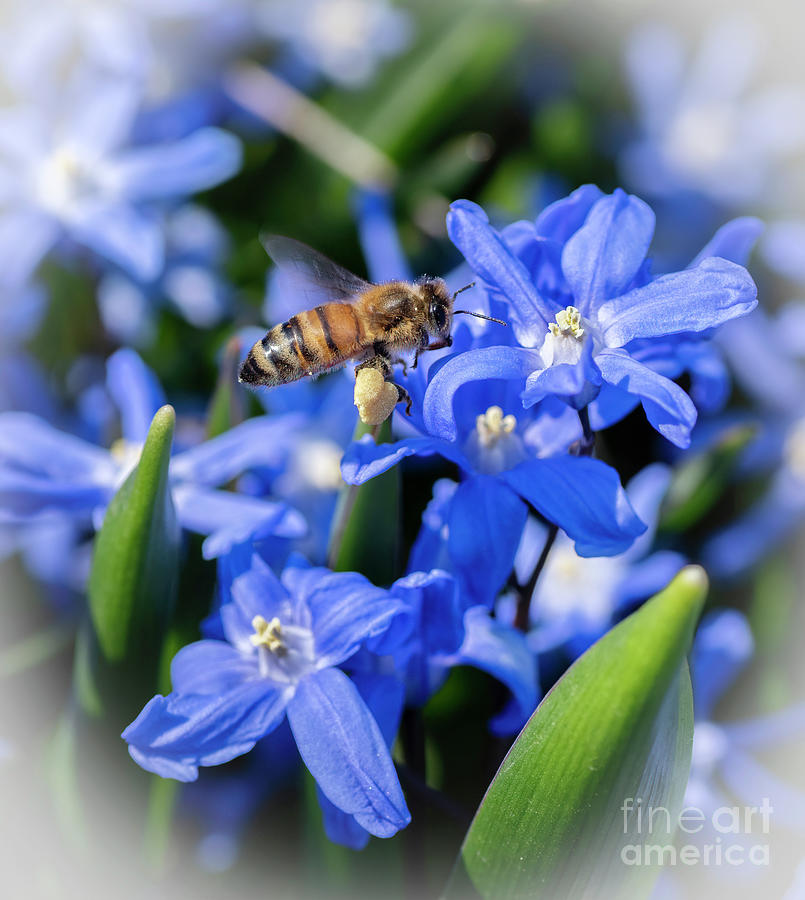 Honey Bee on Scilla Photograph by Sandra Rust Honey Bee on Scilla Photograph by Sandra Rust