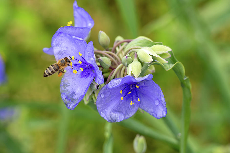 Honey Bee on Spiderwort Photograph by Brooke Bowdren