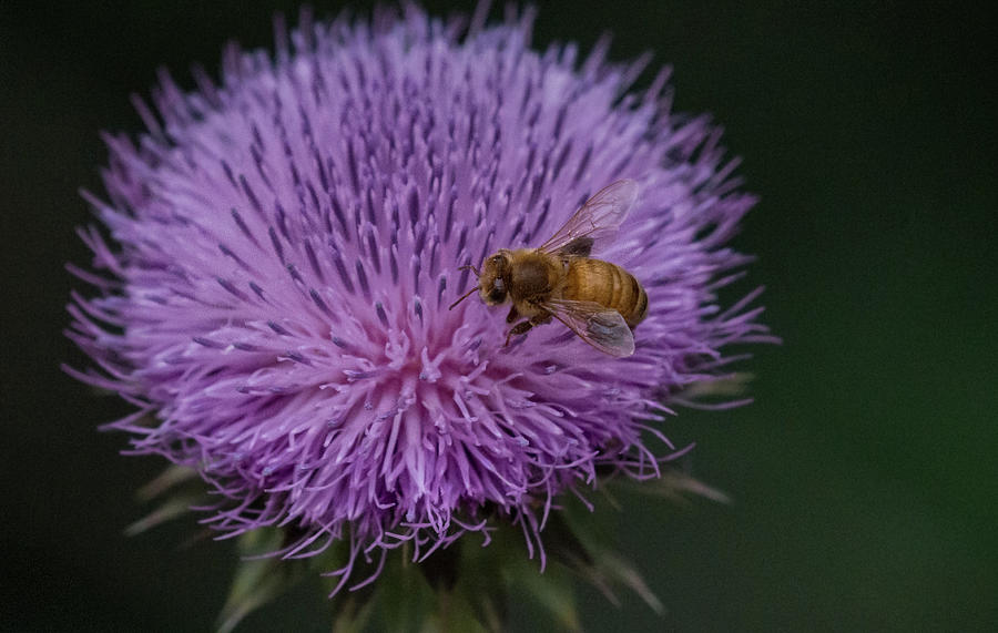 Honey bee on thistle - 8311 Photograph by Rae Ann  M Garrett