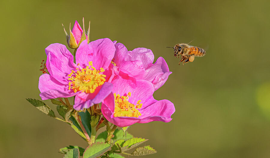 Honey Bee On Wild Rose #1 Photograph by Morris Finkelstein
