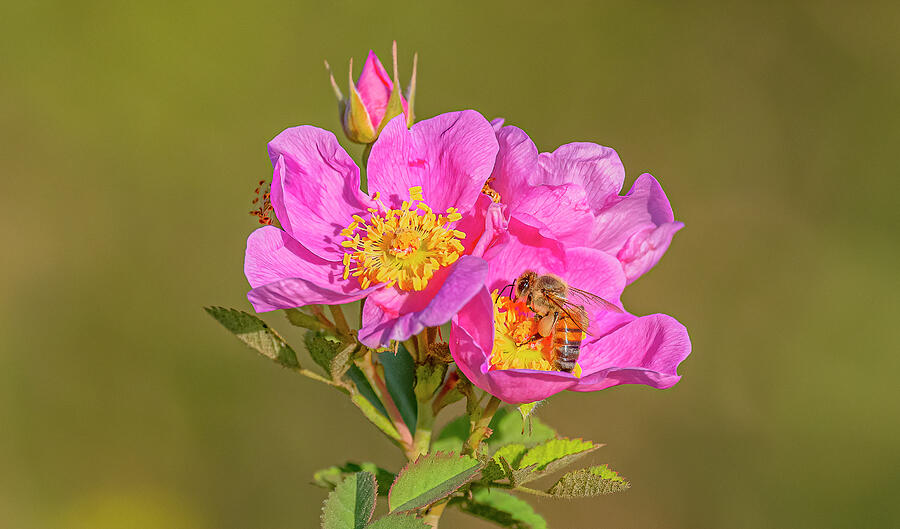 Honey Bee On Wild Rose #2 Photograph by Morris Finkelstein