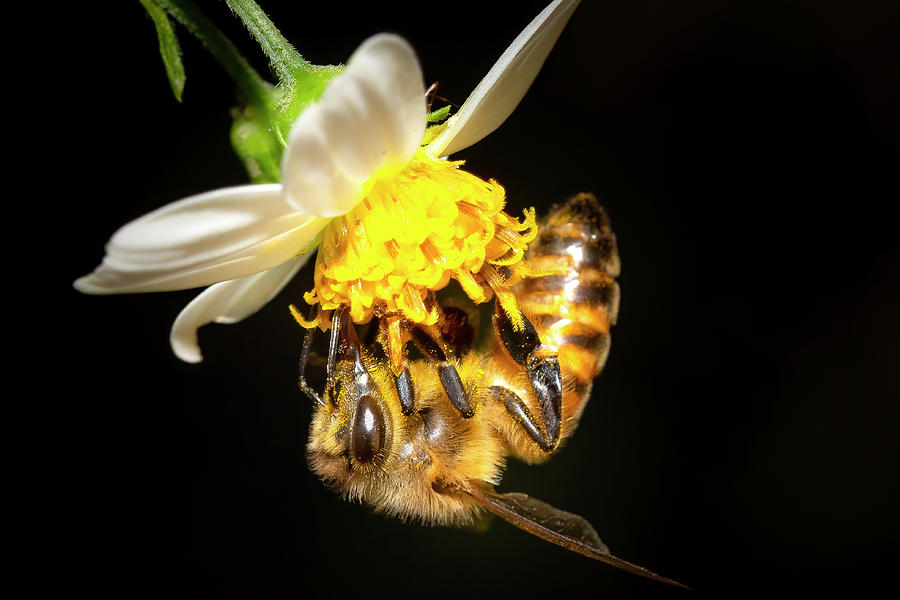 Honey Bee on Wildflower Photograph by Mark Andrew Thomas