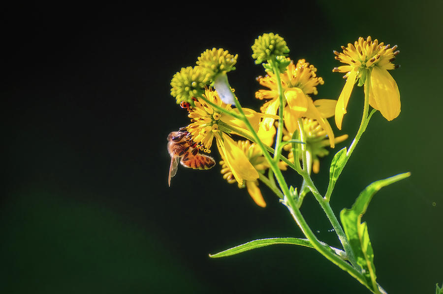 Honey Bee on Wingstem Photograph by Robert J Wagner