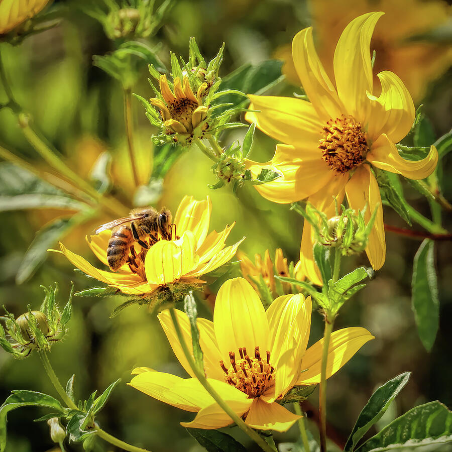 Honey Bee on Woodland Sunflower Photograph by Dennis Lundell