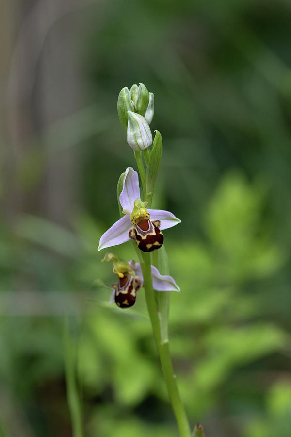 Honey Bee Orchid Photograph by Avenue Des Images Honey Bee Orchid Photograph by Avenue Des Images