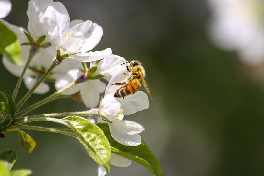 Honey Bee Pollinating Apple Blossoms Photograph by Photos by By Deb Alperin