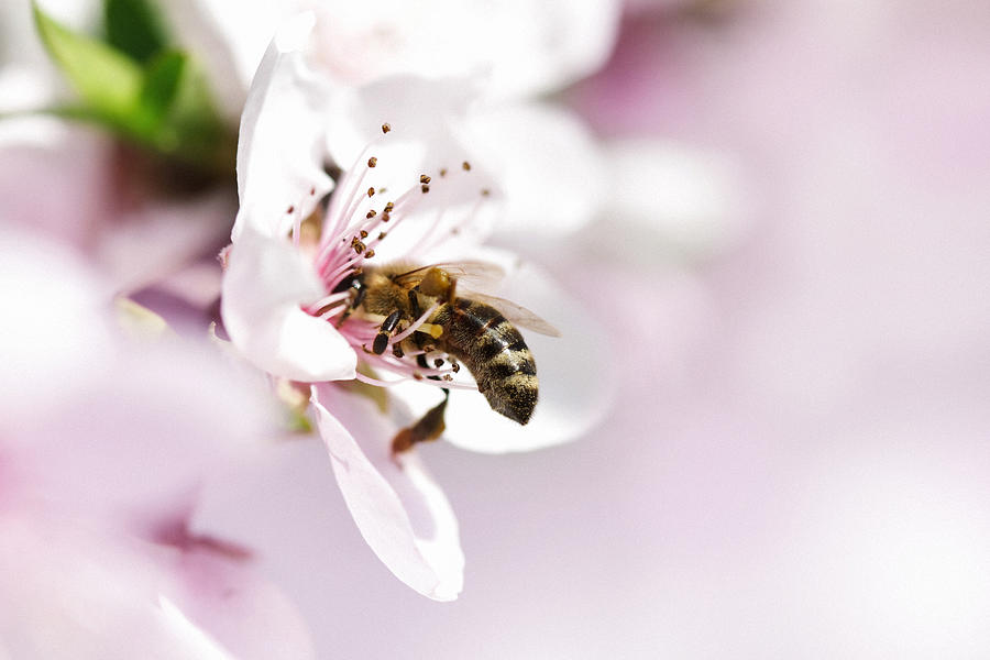 Honey Bee pollinating apple flower Photograph by Jasmina007