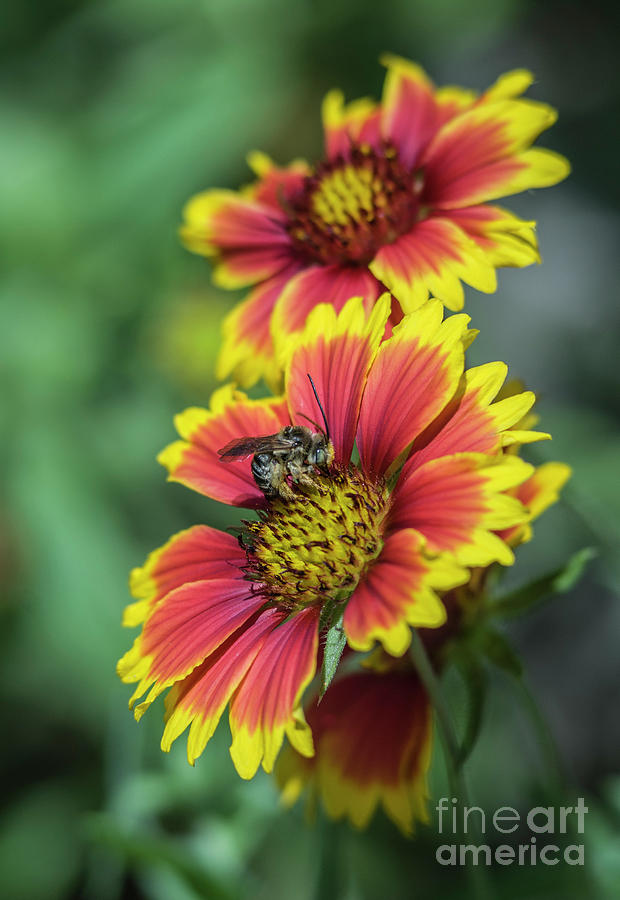 Flower Photograph - Long-horned Bee Pollinating Gaillardia Flowers by John Arnaldi