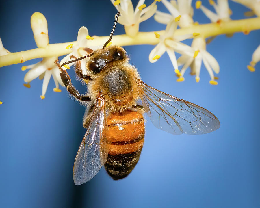 Honey Bee Portrait Photograph by Mark Andrew Thomas