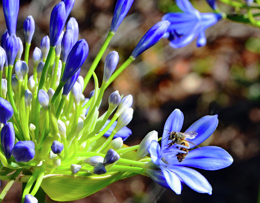 Honey Bee Posing with Agapanthus  Photograph by Marilyn MacCrakin