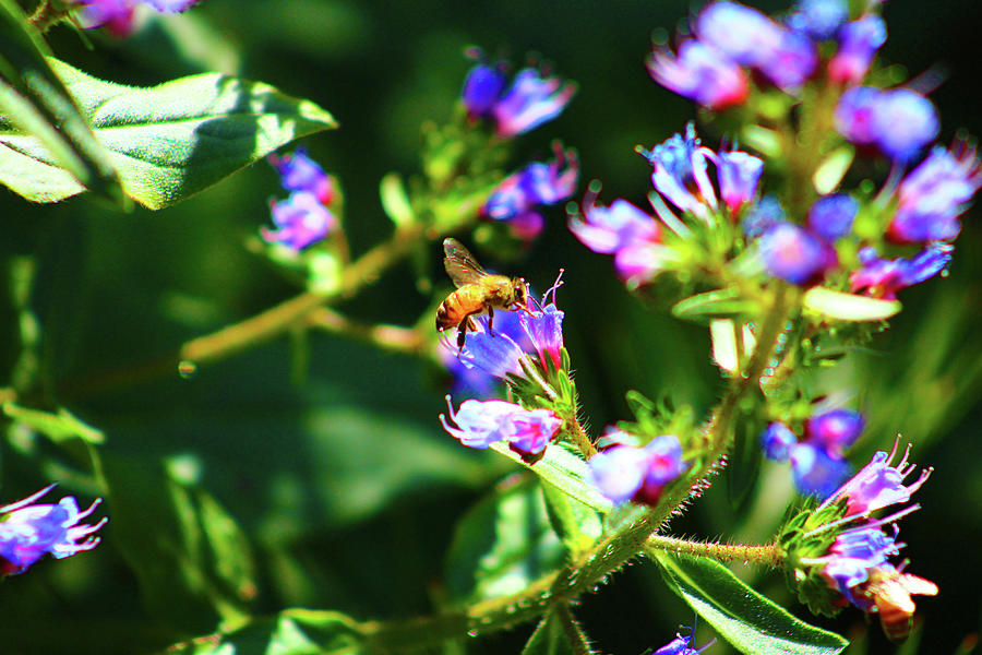 Honey Bee Purple Love Photograph by Marcus Jones