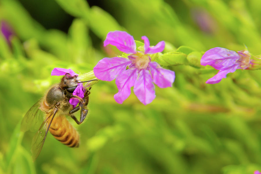 Honey bee Photograph by SAURAVphoto Online Store