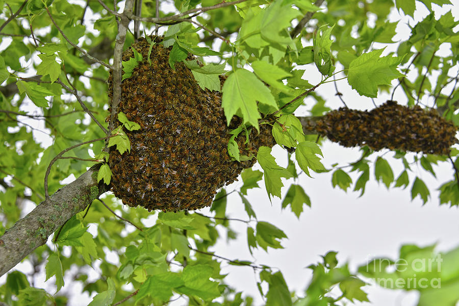 Honey Bee Swarm Photograph by Catherine Sherman